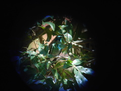 Colibri serrirostris