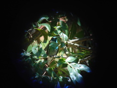 Colibri serrirostris
