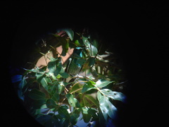 Colibri serrirostris
