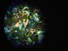 Colibri serrirostris