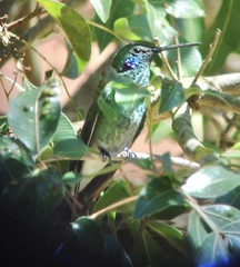 Colibri serrirostris