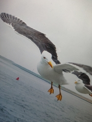 Larus fuscus