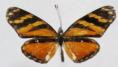 Eresia ithomioides alsina