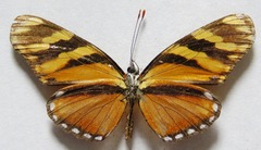Eresia ithomioides alsina