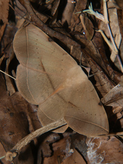 Hypopyra capensis