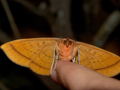 Hypopyra capensis