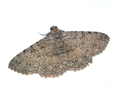 Polydesma umbricola
