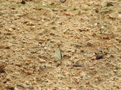 Colotis etrida etrida