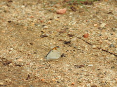 Colotis etrida etrida