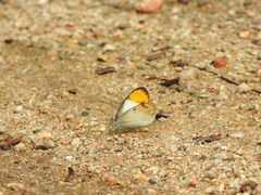 Colotis etrida etrida