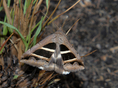 Grammodes bifasciata