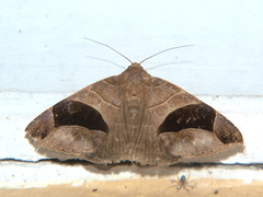 Parallelia conjunctura