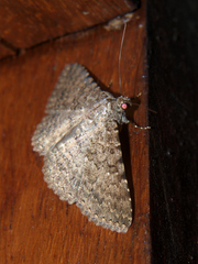 Polydesma umbricola