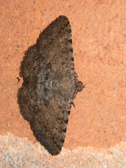 Polydesma umbricola