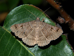 Mocis mutuaria