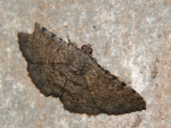 Polydesma umbricola