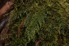 Abrodictyum caudatum