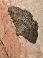 Polydesma umbricola