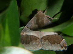 Dysgonia torrida