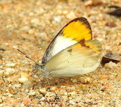 Colotis etrida etrida