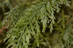 Abrodictyum caudatum