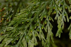 Abrodictyum caudatum