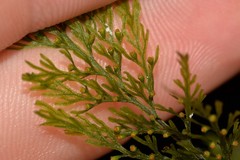 Abrodictyum caudatum