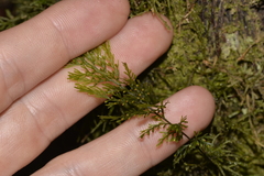 Abrodictyum caudatum