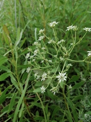 Alepidea setifera