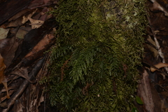 Abrodictyum caudatum