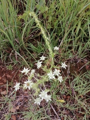 Alepidea setifera