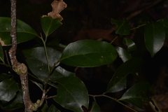 Endiandra discolor