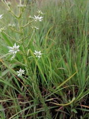 Alepidea setifera