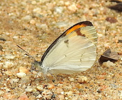 Colotis etrida etrida