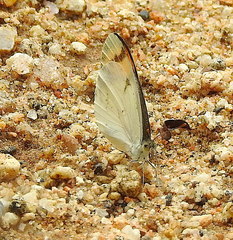 Colotis etrida etrida