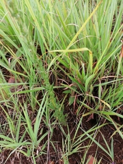 Alepidea setifera