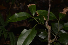 Endiandra discolor