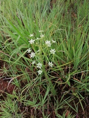 Alepidea setifera