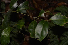Endiandra discolor