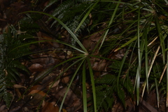 Cyperus filipes