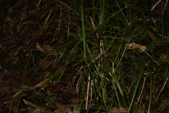 Cyperus filipes