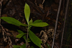 Atractocarpus benthamianus