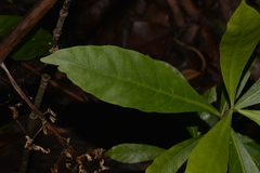 Atractocarpus benthamianus