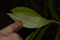 Atractocarpus benthamianus
