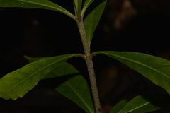 Atractocarpus benthamianus