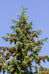 Picea jezoensis