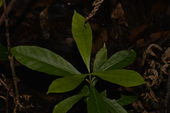 Atractocarpus benthamianus