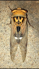 Thopha colorata