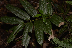 Ripogonum discolor