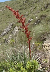 Puya tuberosa